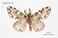 藏品(絡毒蛾)的圖片